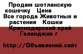 Продам шотланскую кошечку › Цена ­ 10 000 - Все города Животные и растения » Кошки   . Краснодарский край,Геленджик г.